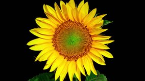 Yellow Sunflower Blooming on a Black Background in Timelapse. Agriculture Theme for Oil and Food Production. Macro Time Lapse Opening Sunflower Head - Powered by Shutterstock - Get 15% off with code: PIKWIZARD15