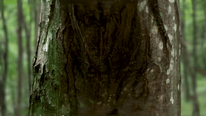 Close-up detail of a gnarled tree trunk. Big gnarl in shape of a female genital on a tree deep into the forest. Royalty-Free Stock Footage #1110578061