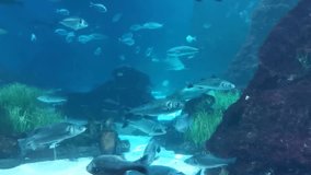 School of fish underwater with sunlight in the ocean. Vertical video.