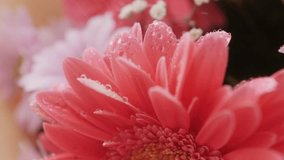 Drops of water fall on daisy gerbera. Gerbera flower with drops of morning dew on petals. - Powered by Shutterstock - Get 15% off with code: PIKWIZARD15