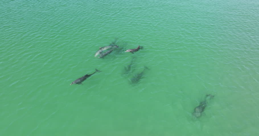 A pod of dolphins are swimming in the green ocean water a top drone shot on a sunny day | Shutterstock HD Video #1110584251