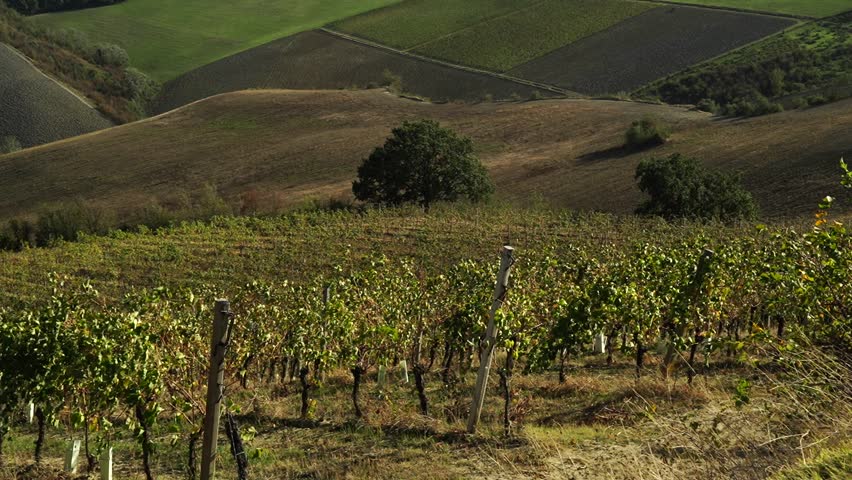 Rows of Sangiovese vines in the hills of Faenza, province of Ravenna. Emilia Romagna. Italy