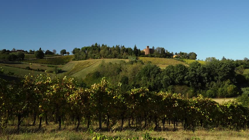 Rows of Sangiovese vines in the hills of Faenza, province of Ravenna. Emilia Romagna. Italy