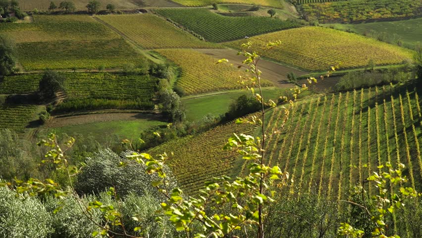 Rows of Sangiovese vines in the hills of Faenza, province of Ravenna. Emilia Romagna. Italy