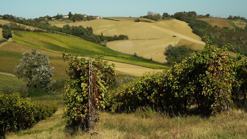 Rows of Sangiovese vines in the hills of Faenza, province of Ravenna. Emilia Romagna. Italy