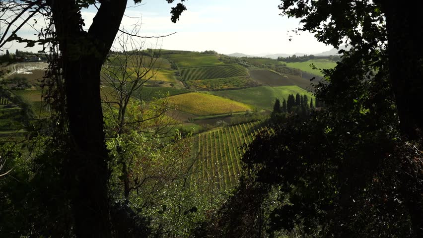 Rows of Sangiovese vines in the hills of Faenza, province of Ravenna. Emilia Romagna. Italy