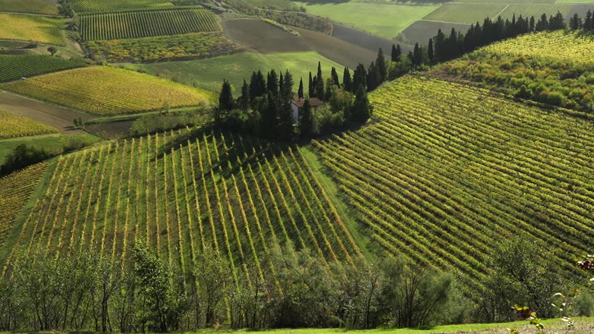 Rows of Sangiovese vines in the hills of Faenza, province of Ravenna. Emilia Romagna. Italy