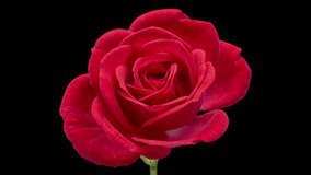 Beautiful opening pink rose on black background. Holiday, love, birthday design backdrop. Bud closeup. Macro. 4K video timelapse - Powered by Shutterstock - Get 15% off with code: PIKWIZARD15