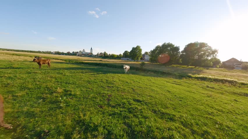 FPV drone flying over grazing cows on green field, rural road, village, church, river in sunny summer day. Residential houses, hamlet countryside infrastructure, keeping domestic farm animals concept.