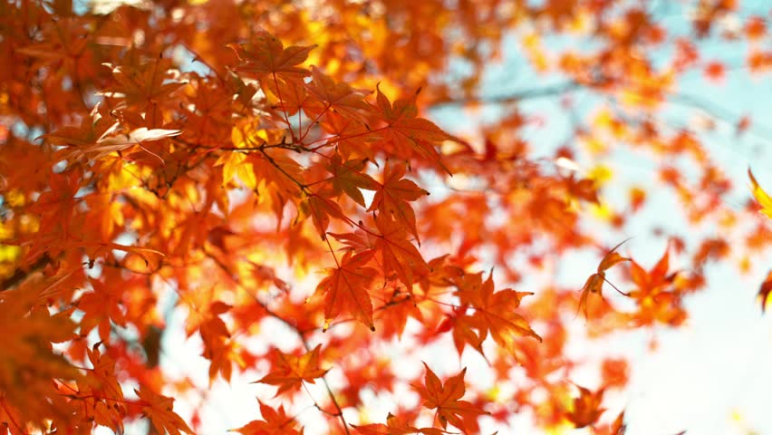 Super slow motion of falling autumn maple leaves (acer palmatum). Filmed on high speed cinema camera, 1000 fps.