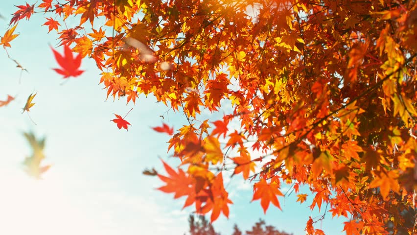 Super slow motion of falling autumn maple leaves (acer palmatum). Filmed on high speed cinema camera, 1000 fps.