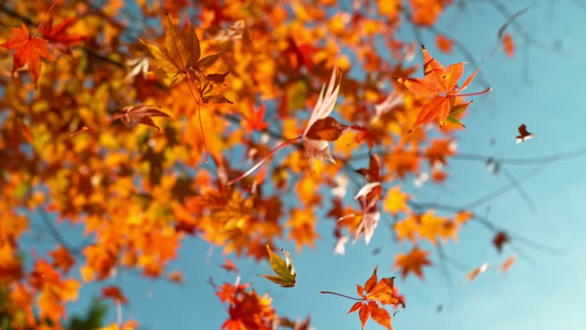 Super slow motion of falling autumn maple leaves (acer palmatum). Filmed on high speed cinema camera, 1000 fps.