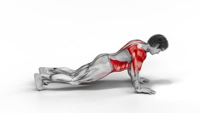 Elbow Up and Down Plank-3D (011)-
Anatomy of fitness and bodybuilding with distinct active muscles-
150 frame Animation + 150 frame Alpha Matte
