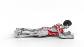 Elbow Touch Plank-3D (012)-
Anatomy of fitness and bodybuilding with distinct active muscles-
150 frame Animation + 150 frame Alpha Matte
