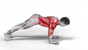 Plank Walkout-3D (016)-
Anatomy of fitness and bodybuilding with distinct active muscles-
150 frame Animation + 150 frame Alpha Matte
