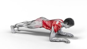 Plank Side Walk-3D (017)-
Anatomy of fitness and bodybuilding with distinct active muscles-
150 frame Animation + 150 frame Alpha Matte
