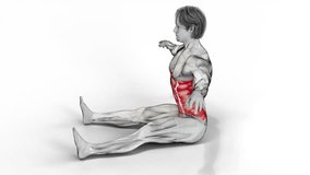Seated Twist (Straight Arm)-3D (025)-
Anatomy of fitness and bodybuilding with distinct active muscles-
150 frame Animation + 150 frame Alpha Matte
