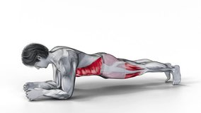 Spiderman Plank-3D (036)-
Anatomy of fitness and bodybuilding with distinct active muscles-
150 frame Animation + 150 frame Alpha Matte
