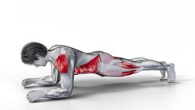 Plank Rolling-3D (037)-
Anatomy of fitness and bodybuilding with distinct active muscles-
150 frame Animation + 150 frame Alpha Matte
