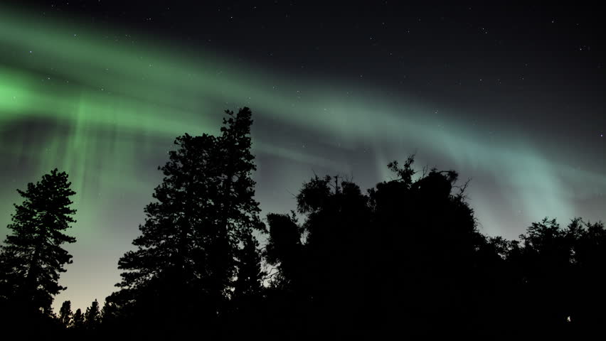 Aurora Borealis Green in Starry Sky Loop Winter Forest Northern Lights | Shutterstock HD Video #1110593915