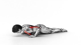 Kneeling Push-Up-3D (056)-
Anatomy of fitness and bodybuilding with distinct active muscles-
150 frame Animation + 150 frame Alpha Matte
