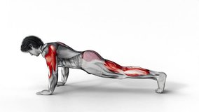 Cobra Push-up-3D (060)-
Anatomy of fitness and bodybuilding with distinct active muscles-
150 frame Animation + 150 frame Alpha Matte
