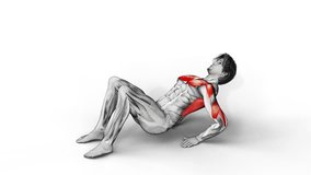 Triceps Dips Floor-3D (081)-
Anatomy of fitness and bodybuilding with distinct active muscles-
150 frame Animation + 150 frame Alpha Matte
