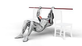 Inverted Chin Curl with Bent Knee between Chairs-3D (092)-
Anatomy of fitness and bodybuilding with distinct active muscles-
150 frame Animation + 150 frame Alpha Matte
