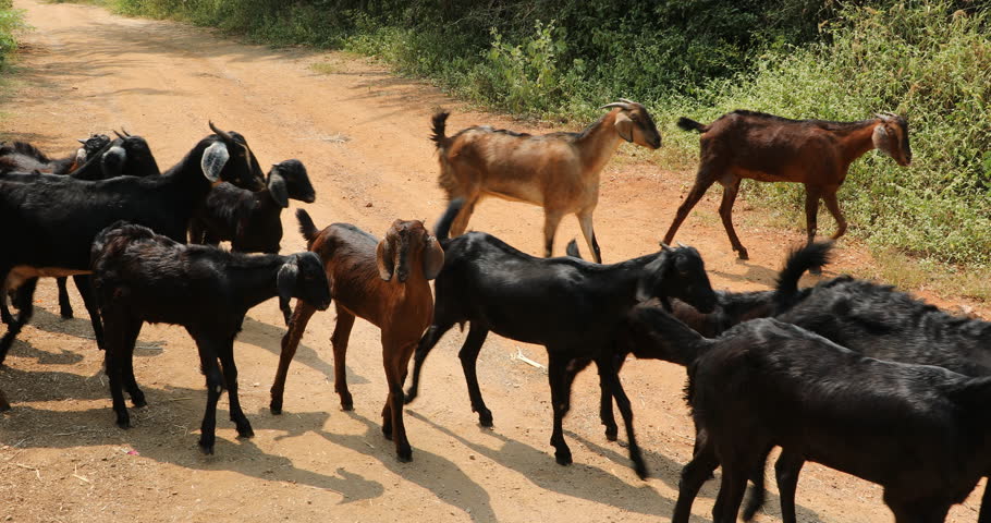 Goats at rural village area | Shutterstock HD Video #1110597735