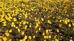 Bright yellow wildflowers waving in the wind, Namaqualand, Northern Cape, South Africa