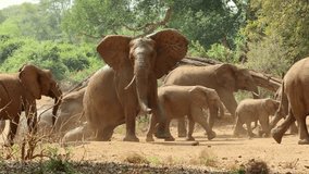 Herd of African elephants (Loxodonta africana) in natural habitat, Kruger National Park, South Africa