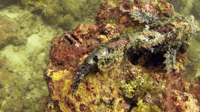 Beautiful high detailed close up video of stonefish resting at coral reef top. Stone fish good at mimicry. Thailand scuba dive slow motion video 