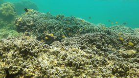 A lot of different small tropical fishes swim over coral reef, sunny day. Thailand scuba dive slow motion video, swim aside coral reef 