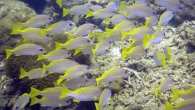 A lot of blue lined snapper swimming slowly in tropical sea. Slow motion video. Thailand