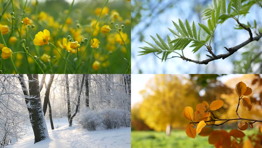Seasons - collage with the image of nature at different times of the year. A beautiful collage - autumn, winter, spring, summer - four seasons.