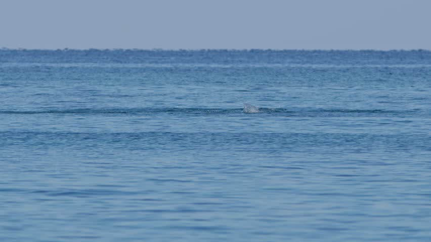 Fish Feeding Frenzy off the Coast of Okinawa.