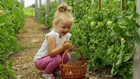 The girl puts freshly picked tomatoes in a basket. She is happy to help her mother in the household. High quality 4k footage