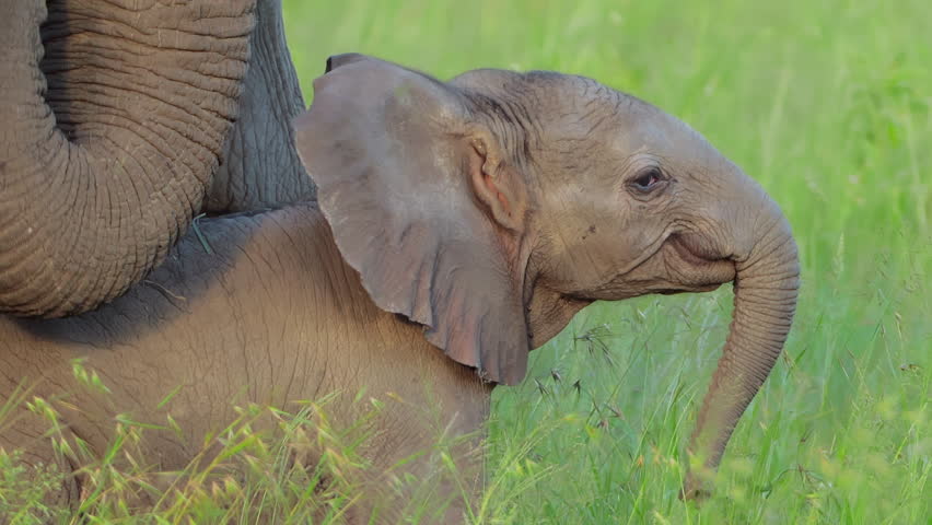Cute small baby elephant closeup portrait eating grass hiding under mother. Family of elephants grazing on grasslands of South Africa. Wild nature. mammal animals concept. African Safari in Savanna Royalty-Free Stock Footage #1110611795