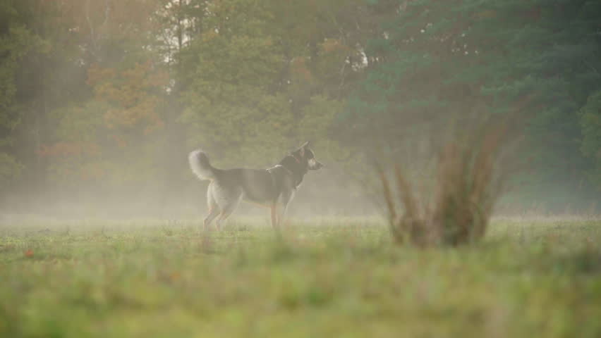 Curious husky German shepherd pet dog standing in the middle of foggy glade. Recorded in slow motion. Autumn season.