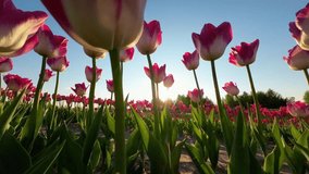 UHD Video of a Dreamy Scene: Tulips in Bloom and a Sun Going Down