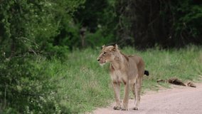 A Lioness walking down the road