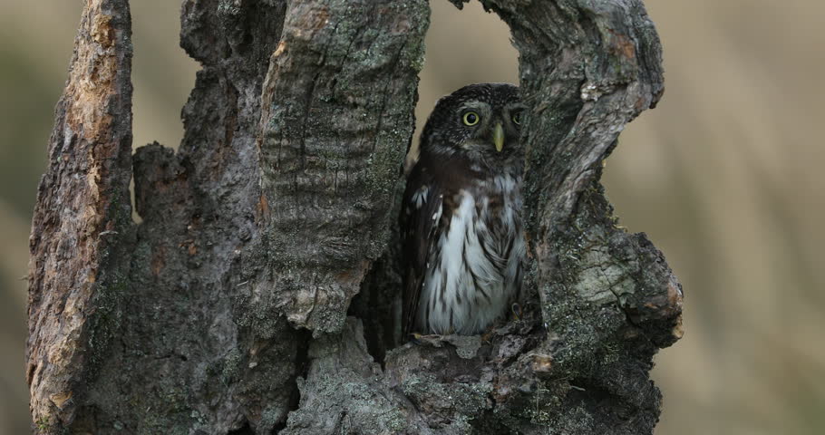 Hidden owl. Eurasian pygmy owl, Glaucidium passerinum, perched in rotten tree trunk in forest. Smallest owl in Europe. Closeup of beautiful bird of prey. Fluffy tiny owl in autumn nature. Wildlife. Royalty-Free Stock Footage #1110615759