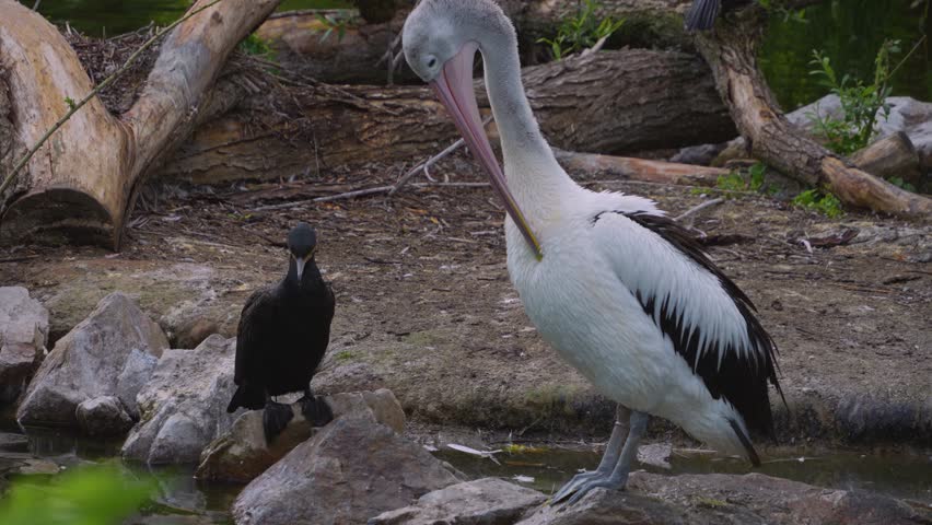  A Cormorant and Pelican standing beside each other, the pelican is grooming it self.
