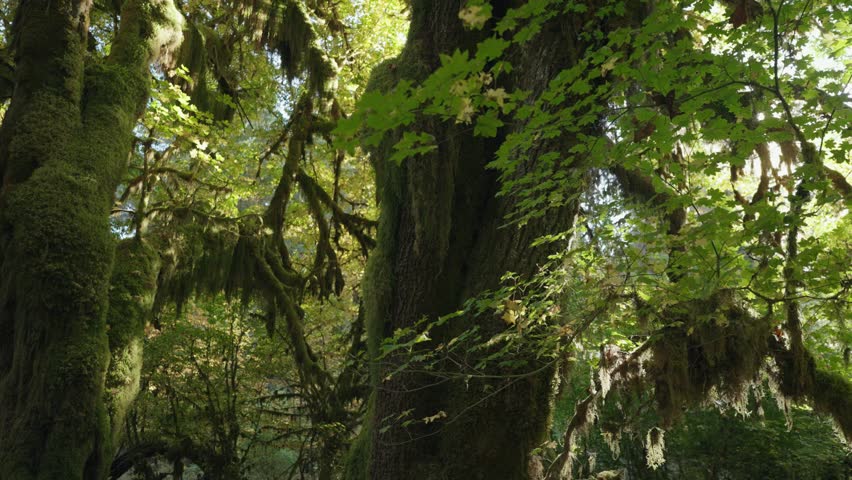 Trees Overgrown by Moss and Bushes in Hoh Rain Forest in Olympic National Park, Washington, United States