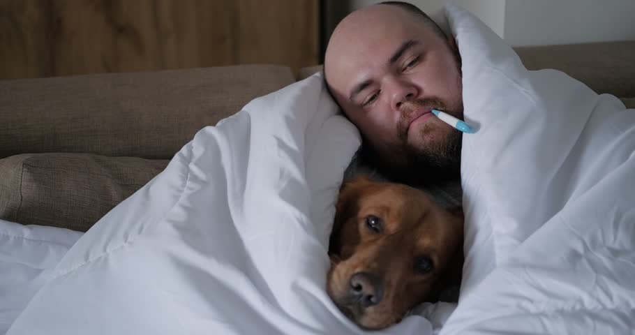 A sick man and his golden retriever dog lie wrapped in a blanket and measure their temperature with an electronic thermometer. High temperature and fever during the flu. Cold season, treatment.