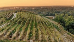 Italian vineyards. Aerial view of a vineyard plantation. viticulture. Even rows of grapevines with bunches of ripe grapes, lighted with warm autumn sunlight. sunset. Italian countryside. Winery and