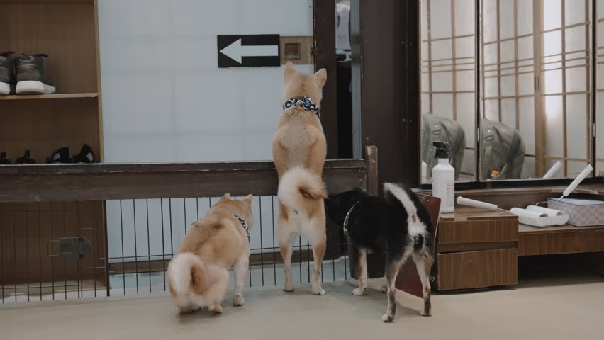 Excited and curious Shiba Inu standing up waiting at the safety gate by the door at a dog cafe in Kyoto, Japan Royalty-Free Stock Footage #1110634409