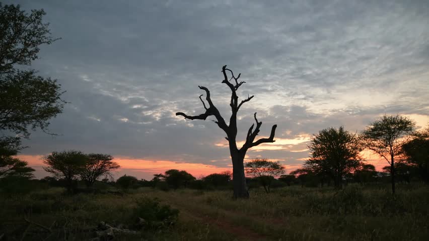 African Dawn Symphony: Timelapse of Golden Sunrise with Clouds Dancing Behind Ancient Leadwood Tree, Painted Red Sky Over the Serene Landscape. South Africa