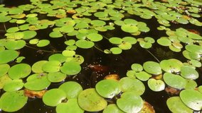 Mesmerizing video of Amazon Frogbit floating atop a lively community of small ornamental fish enjoying their meal in a tranquil aquarium