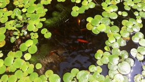 Mesmerizing video of Amazon Frogbit floating atop a lively community of small ornamental fish enjoying their meal in a tranquil aquarium